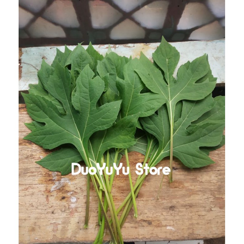 

Daun Insulin - Daun Kipahit 15 lembar