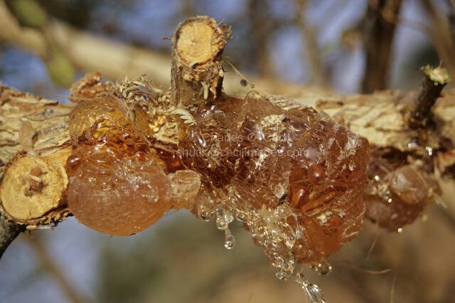 

Arabic Gum Acacia / Gum Arab / Gom Arab