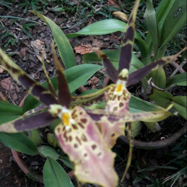 Anggrek oncidium miltonia