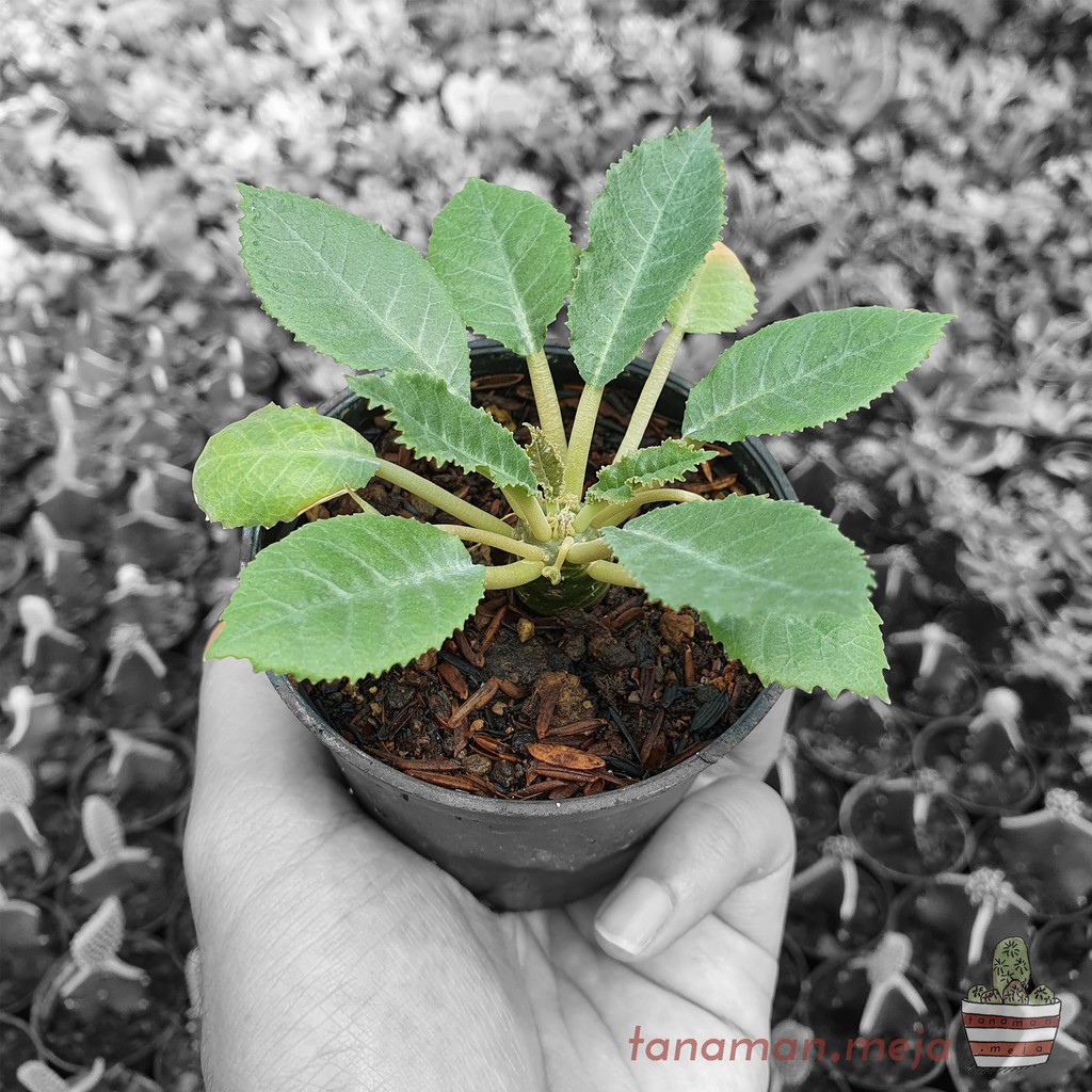 Tanaman Hias Hidup - Kaktus dan Sukulen (Dorstenia Lancifolia)