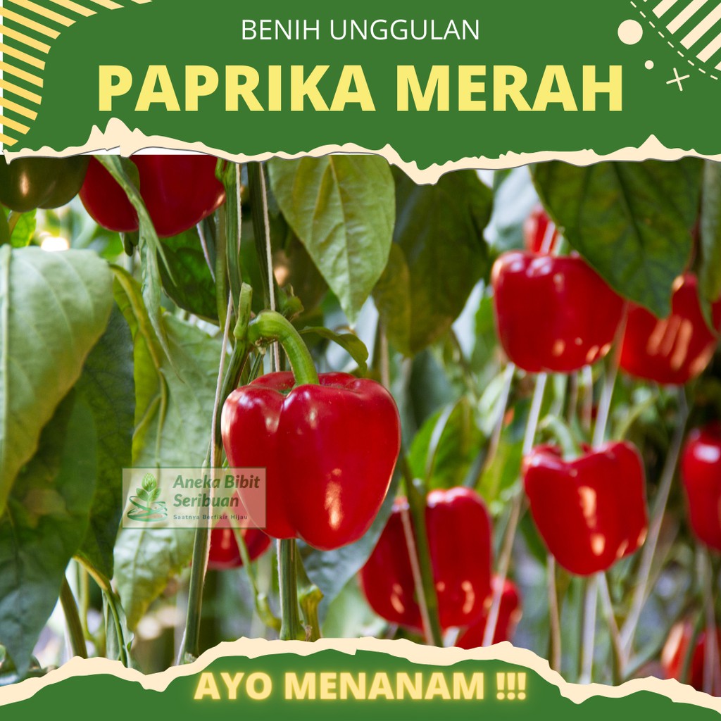 4 Biji - Benih Paprika Merah F1 Red Star Sayuran Unggul Known You Seed