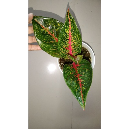 Aglonema Hot Lady
