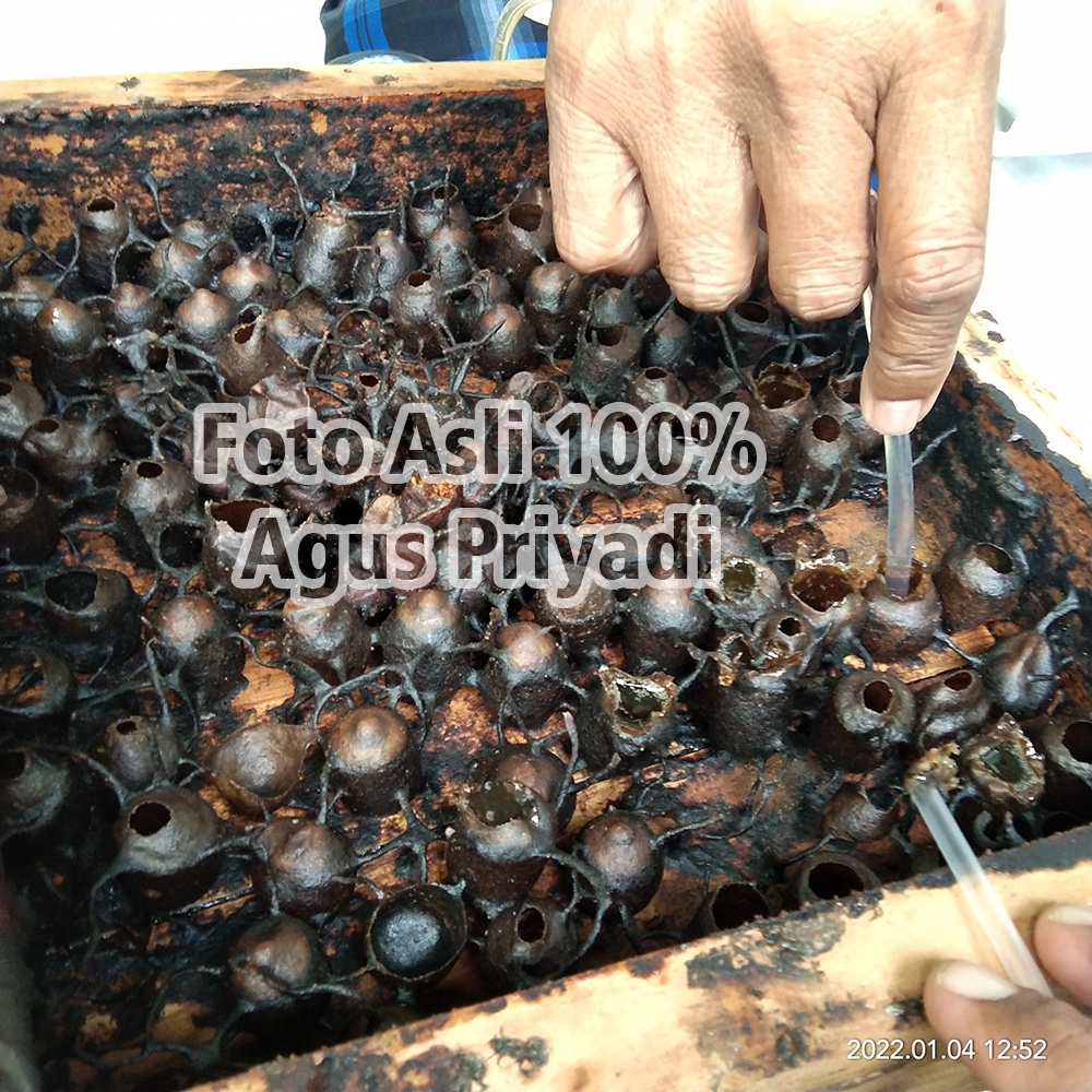 Jual Pot Madu atau Kantong Madu Buatan dari propolis untuk Lebah Trigona kelulut Itama