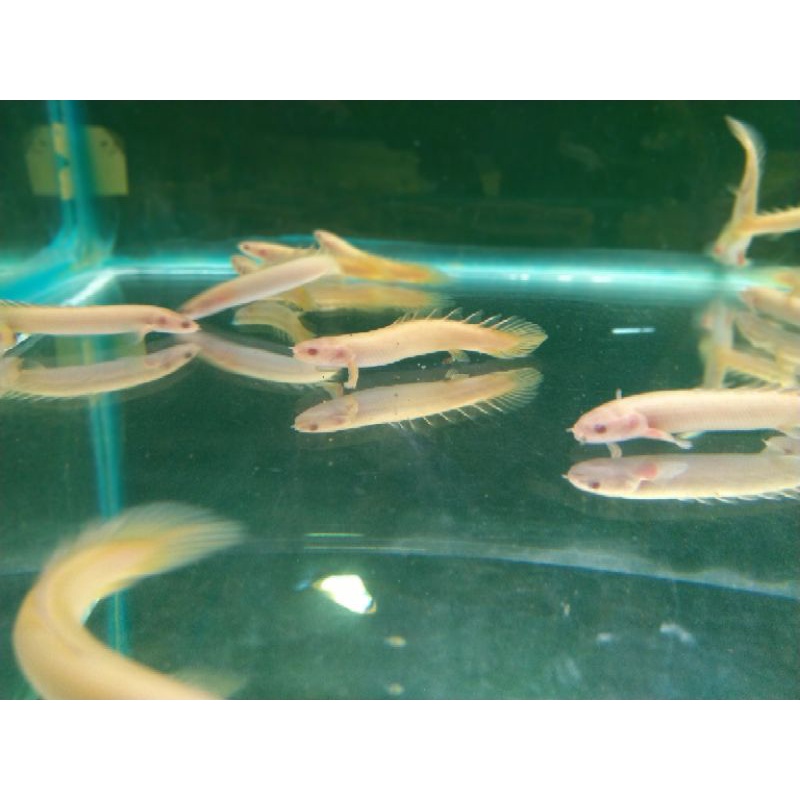 PALMAS ALBINO 10-12 CM TERMURAH/GROSIR