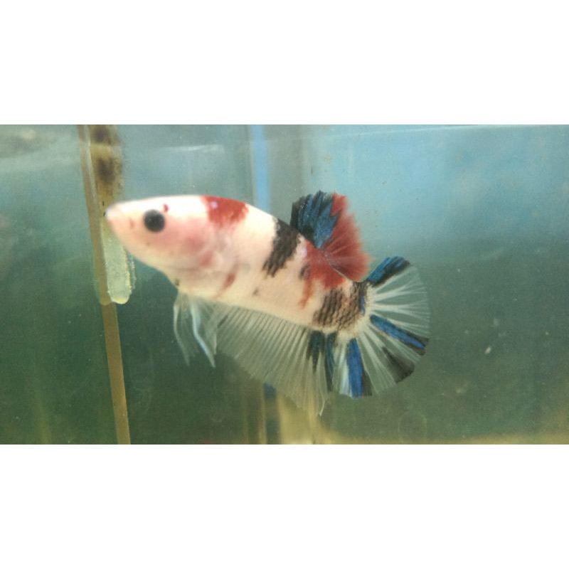 copang red koi galaxy