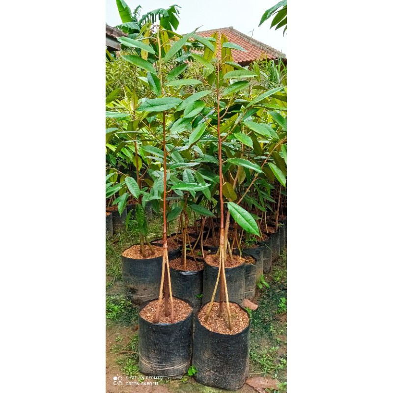 BIBIT DURIAN MUSANGKING KAKI 3 TINGGI 1METER