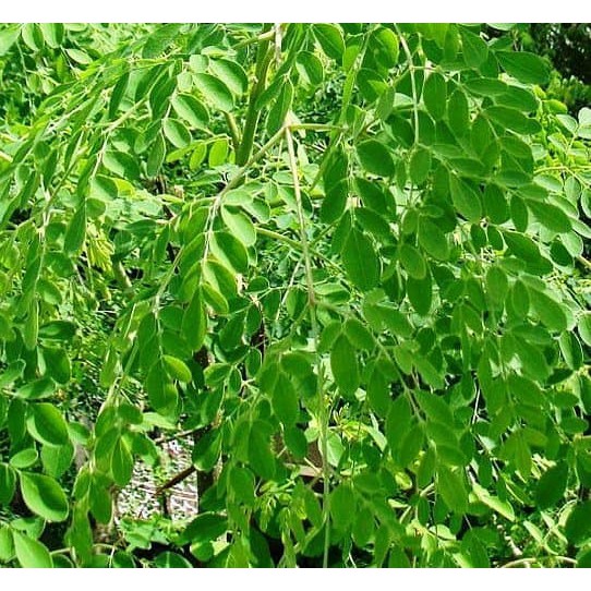 

Daun Kelor Segar Original