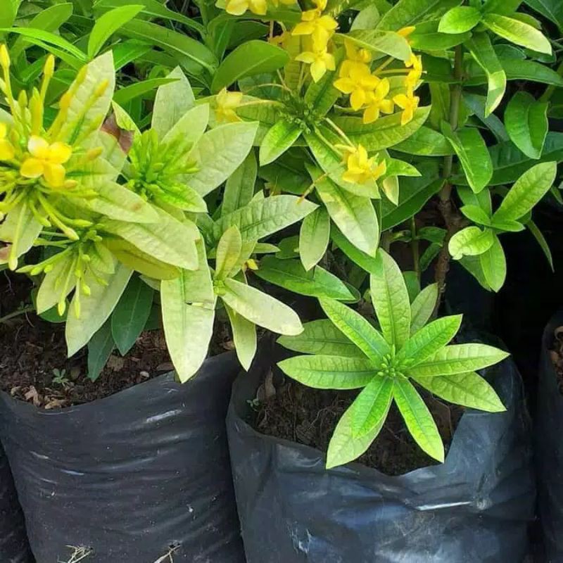 tanaman hias asoka jepang bunga kuning - asoka mini - bunga kuning( BISA COD )