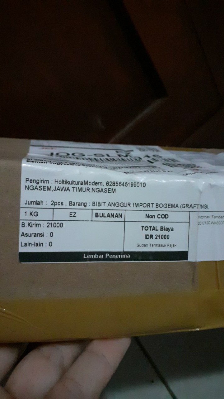 Bibit Anggur Import Bogema (grafting)