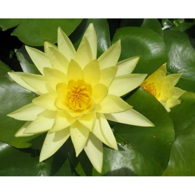 Tanaman hias air teratai chromatela kuning (Nymphaea lutea)  - tanaman air- bunga kolam