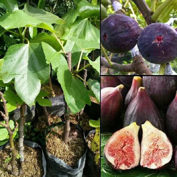 Tanaman Hidup Bibit Tanaman Buah Tin Purple Jordan Kw Super