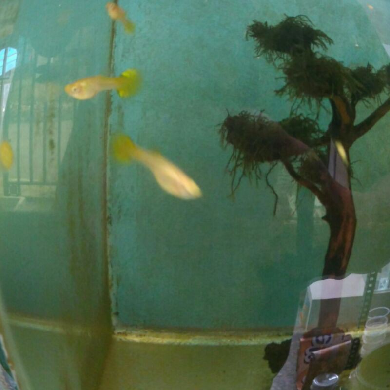 

ikan Guppy lemon betina