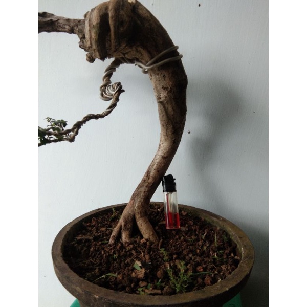 bonsai wareng bunjin