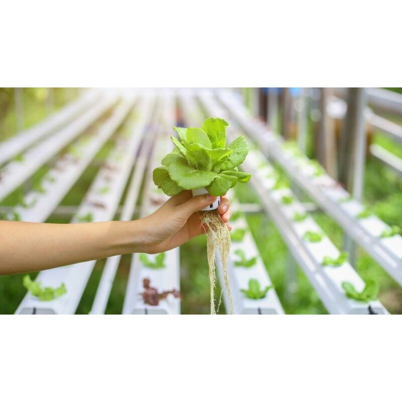 

(PANEN KEBUN) SELADA HIDROPONIK 250 GR