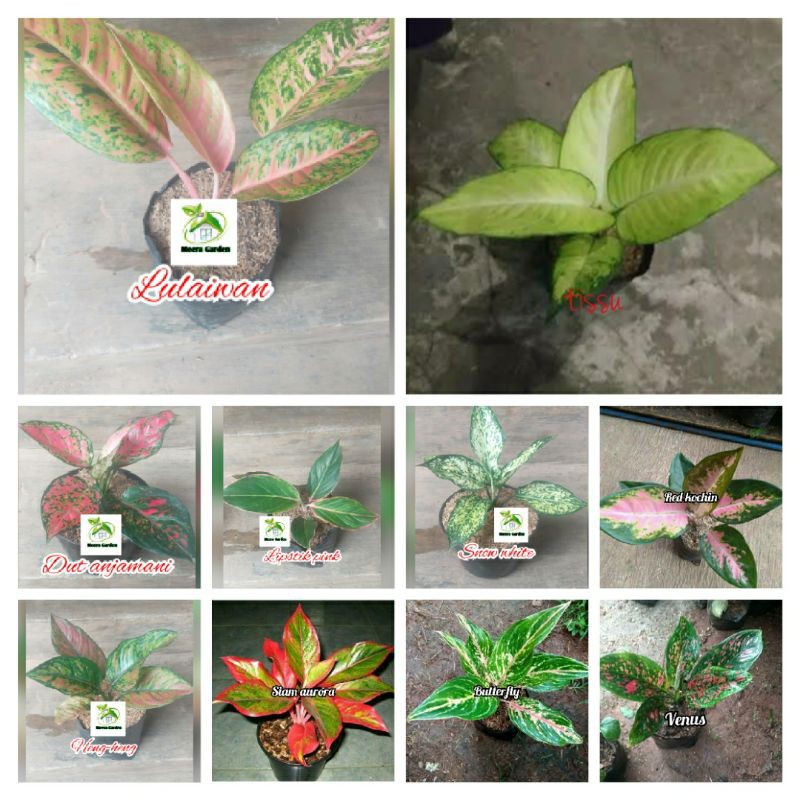 paket 10 batang bibit bunga aglonema