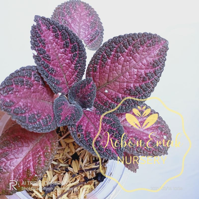 TANAMAN HIAS EPISCIA UNGU PINK - EPISCIA CUPREATA