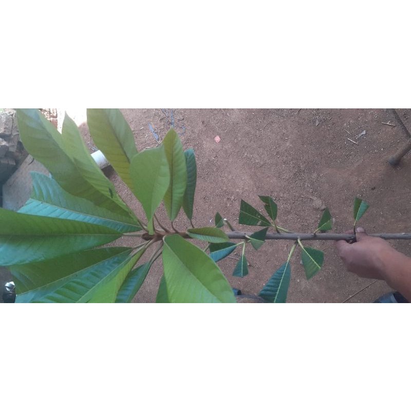 mamey sapote/fress cangkok/sawo jumbo