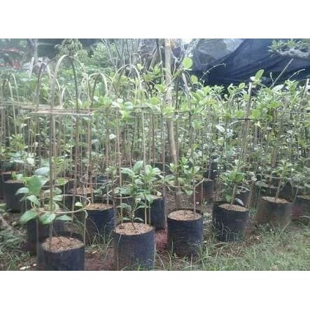 Pohon rambat pohon bunga Tanaman rambat alamanda, tanaman hias alamanda bunga kuning
