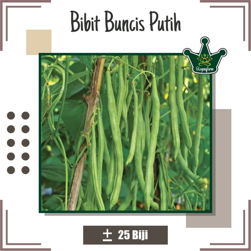 Benih Buncis Putih Hibrida - Benih Sayuran