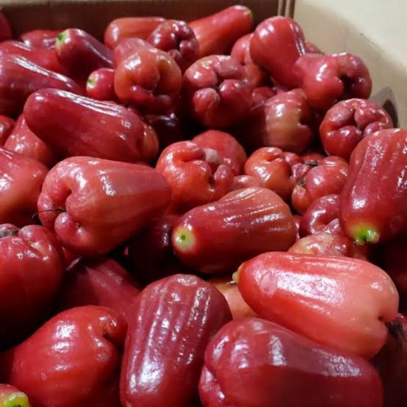 

BUAH JAMBU CITRA ASLI DEMAK