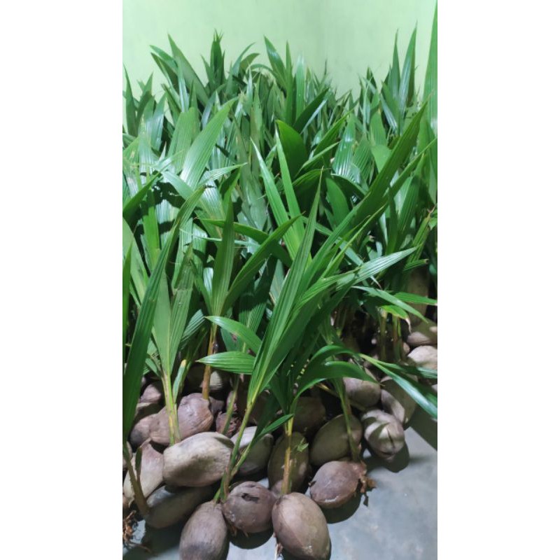 bibit kelapa hibrida hijau