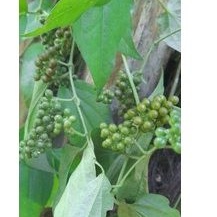 

Buah lada hitam segar atou buah kemukus hutan per 200 grm
