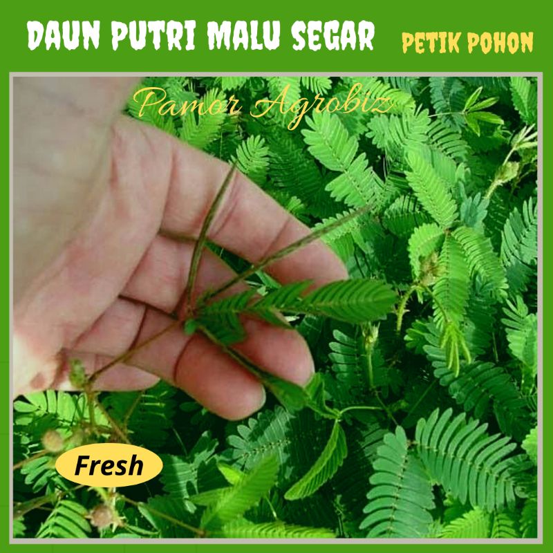 

Daun Putri Malu Segar (petik langsung kebun), untuk Manfaat Kesehatan Tubuh