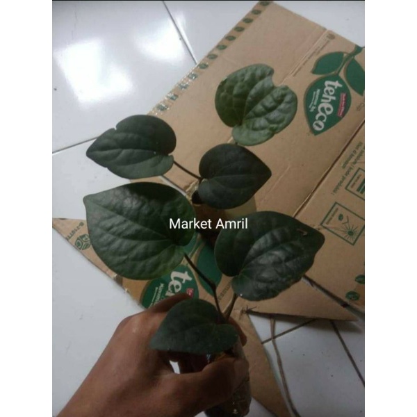 sirih hitam asli hutan