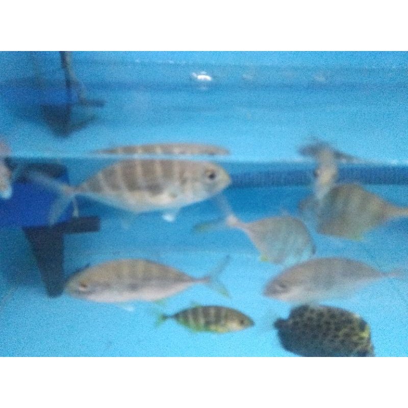 IkanGiantTravelly