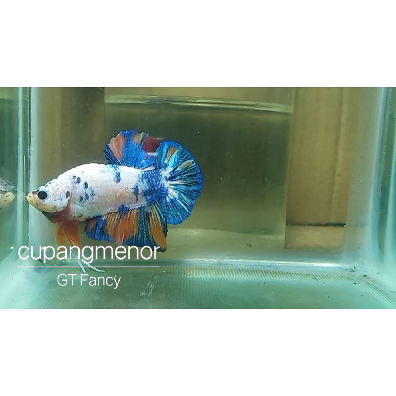 Cupang Plakat Giant Fancy Multicolor