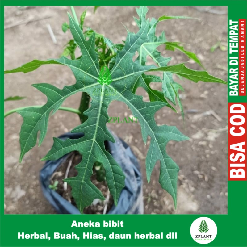 Bibit Pohon Pepaya Jepang Bibit Pohon Singkong Jepang Daun Singkong Jepang Tanaman Obat Herbal
