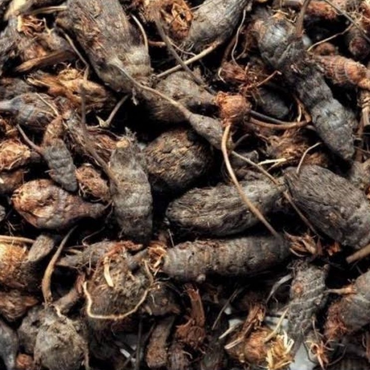 

Umbi Suket Teki 1 Kg / Rimpang Rumput Teki / Cyperus Rotundus / Umbi Manggata