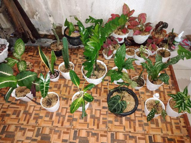  Pot  Tawon  18 Putih Shopee Indonesia