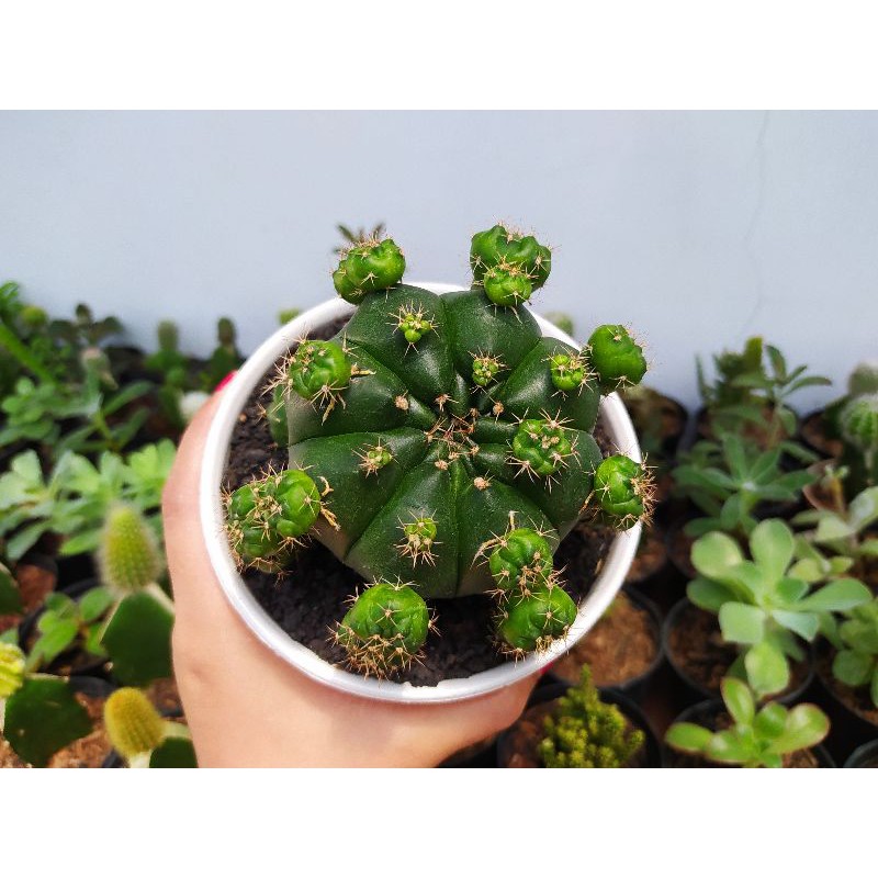 Gymnocalycium Damsi big size-Kaktus promo indukan