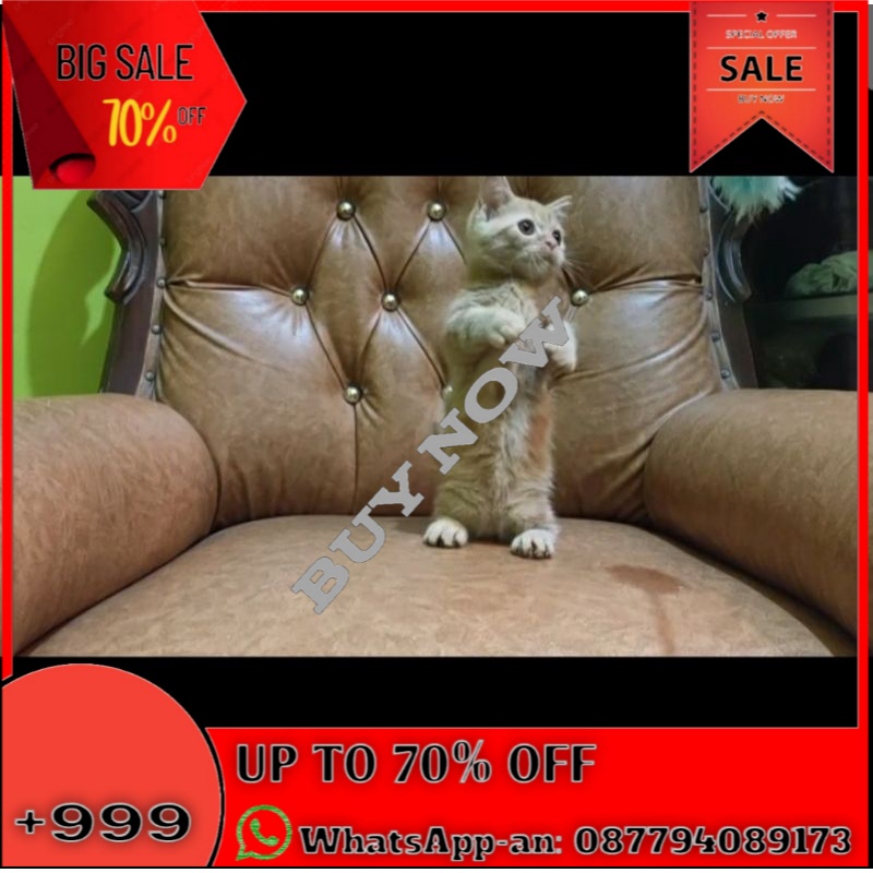 Jual KUCING CEBOL KUCING MUNCHKIN KUCING PERSIA KITTEN PERSIA KUCING
