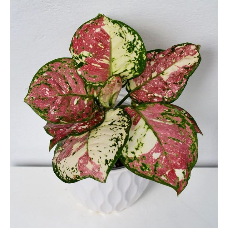 Bibit bonggol aglonema tricolor