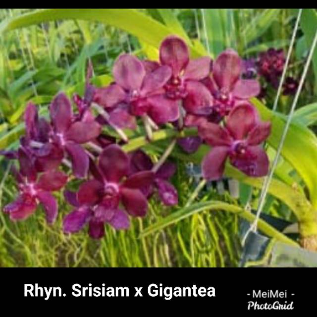 Rhyn Srisiam X Gigantea