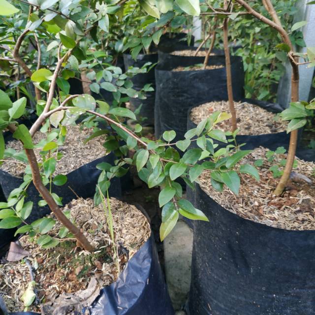 Bahan bonsai Anggur Brazil