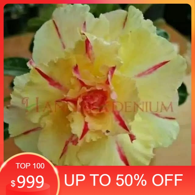 

promo bibit kemboja adenium yellow vietnam murah