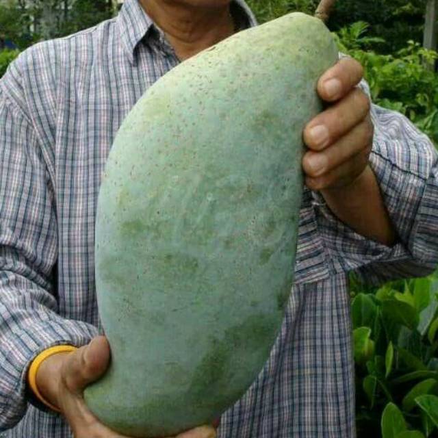 BIBIT MANGGA MAHATIR JUMBO SUPER