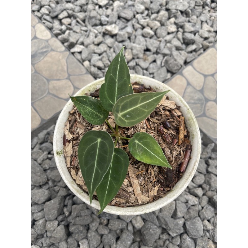 Anthurium Forgetii Original