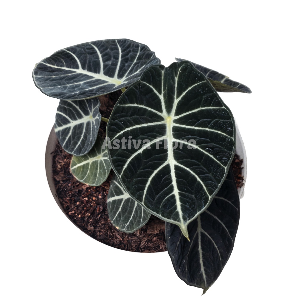 Alocasia ninja Alocasia ninja velvet alocasia black ninja