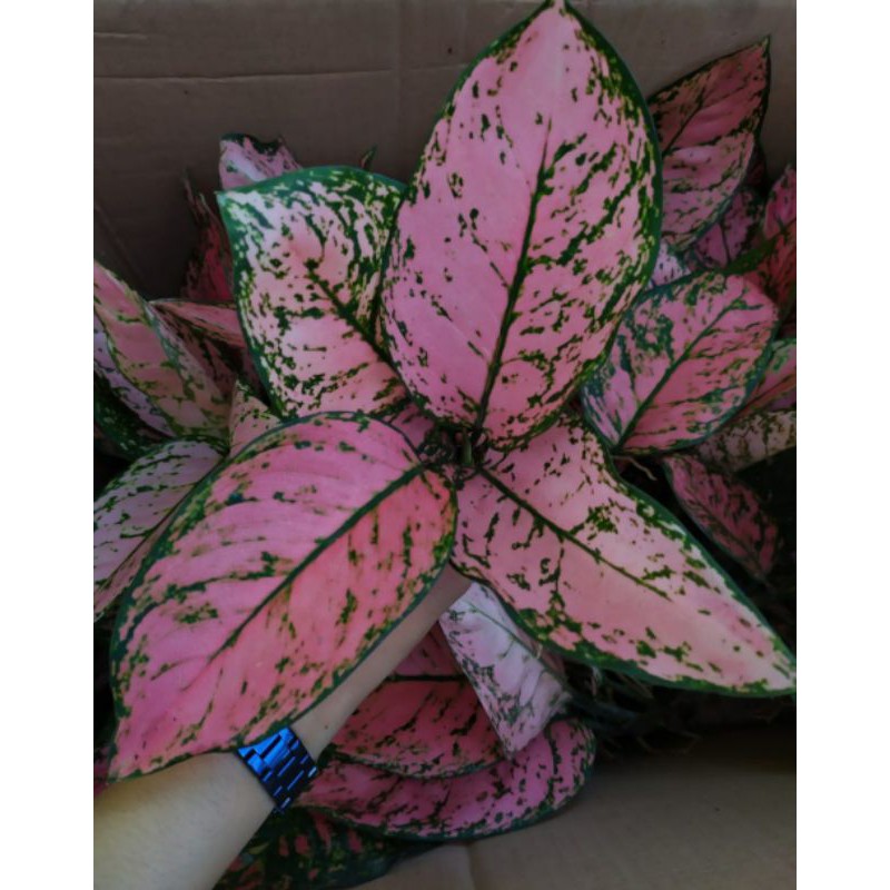 Lady VALENTINE JUMBO