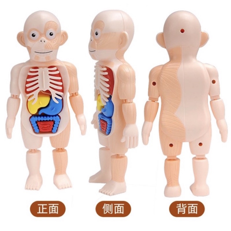 Mainan Anak Edukasi Human Body Model Organ Tubuh - Human Body Anatomy