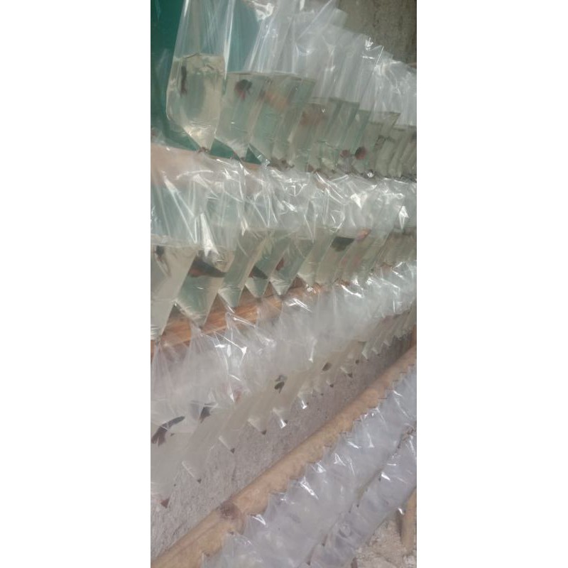 ikan cupang serit crowntail siap pijah