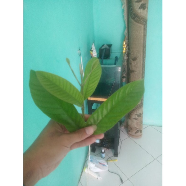 Pucuk daun jambu Herball