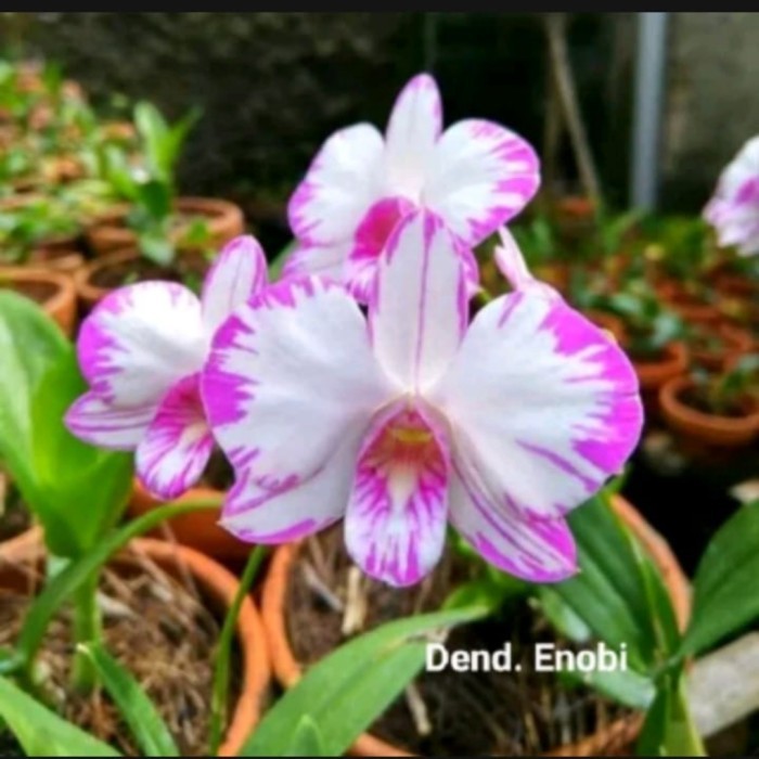 anggrek Dendrobium enobi splash tanaman hias