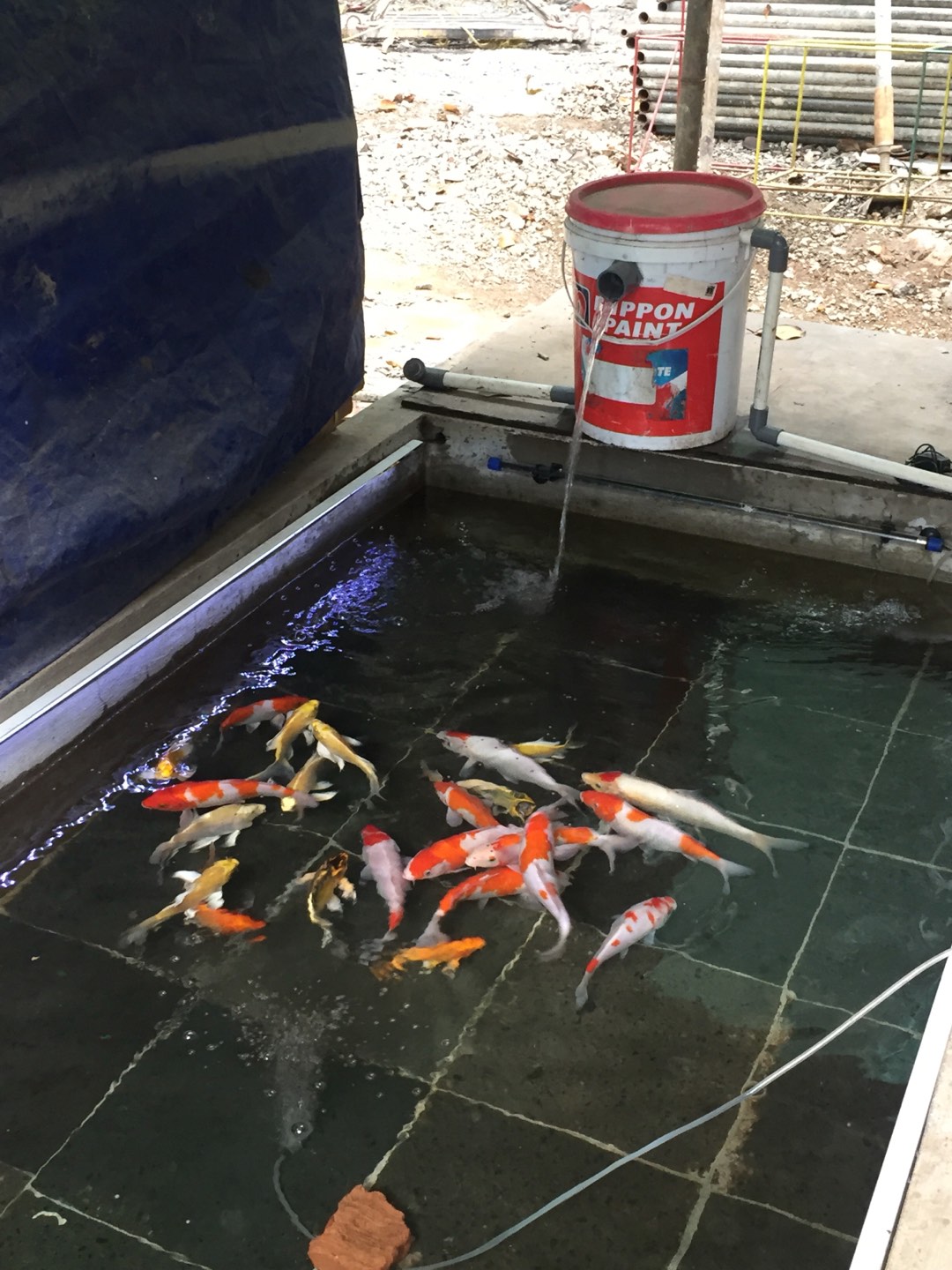 Ikan koi platinum dan ogon slayer Shopee Indonesia