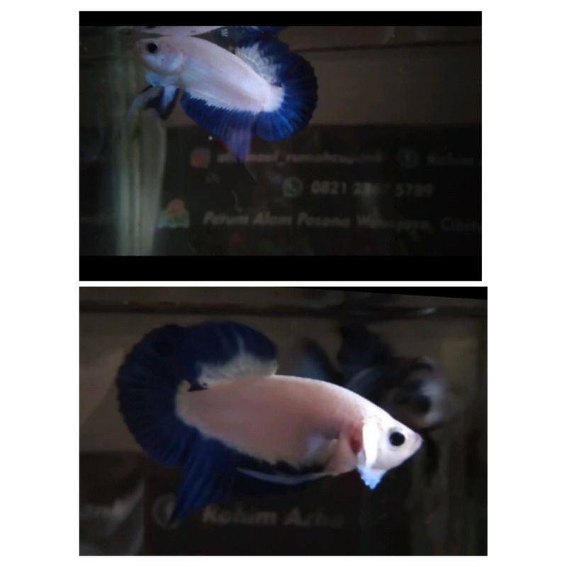 

Ikan cupang blue rimi