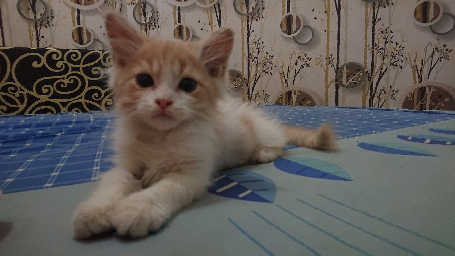 Batik Big Size Jumbo Xxl Xxxl / Kemeja Batik Pria Oversizr Besar / Atasan Batik Kantor Modern